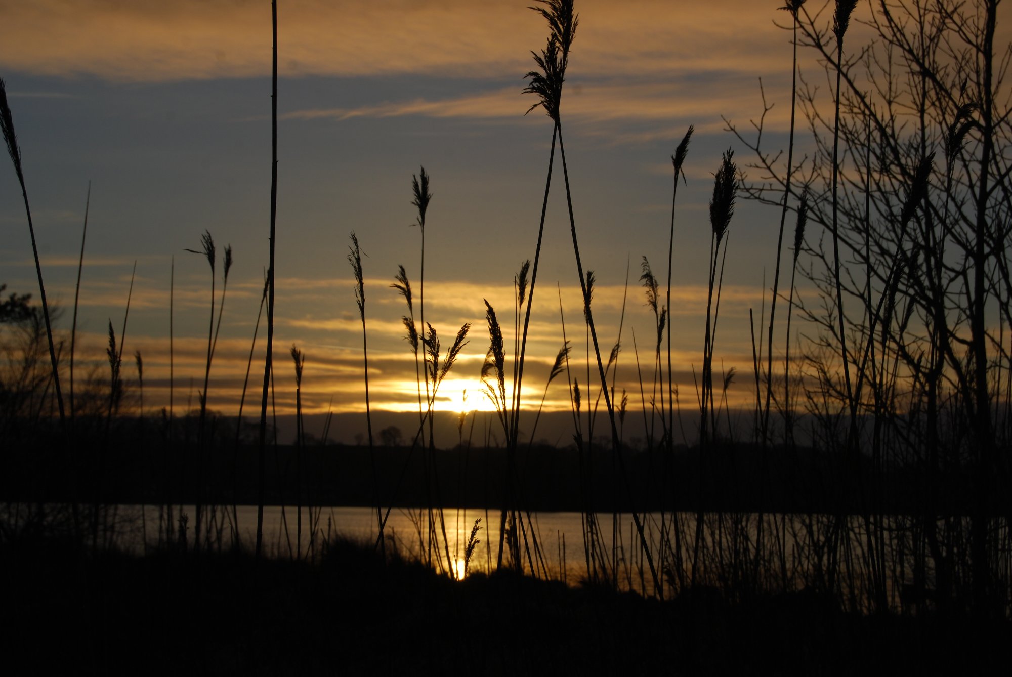 Lough Rea at sunset viewed through the lakeside reeds — Co. Galway
